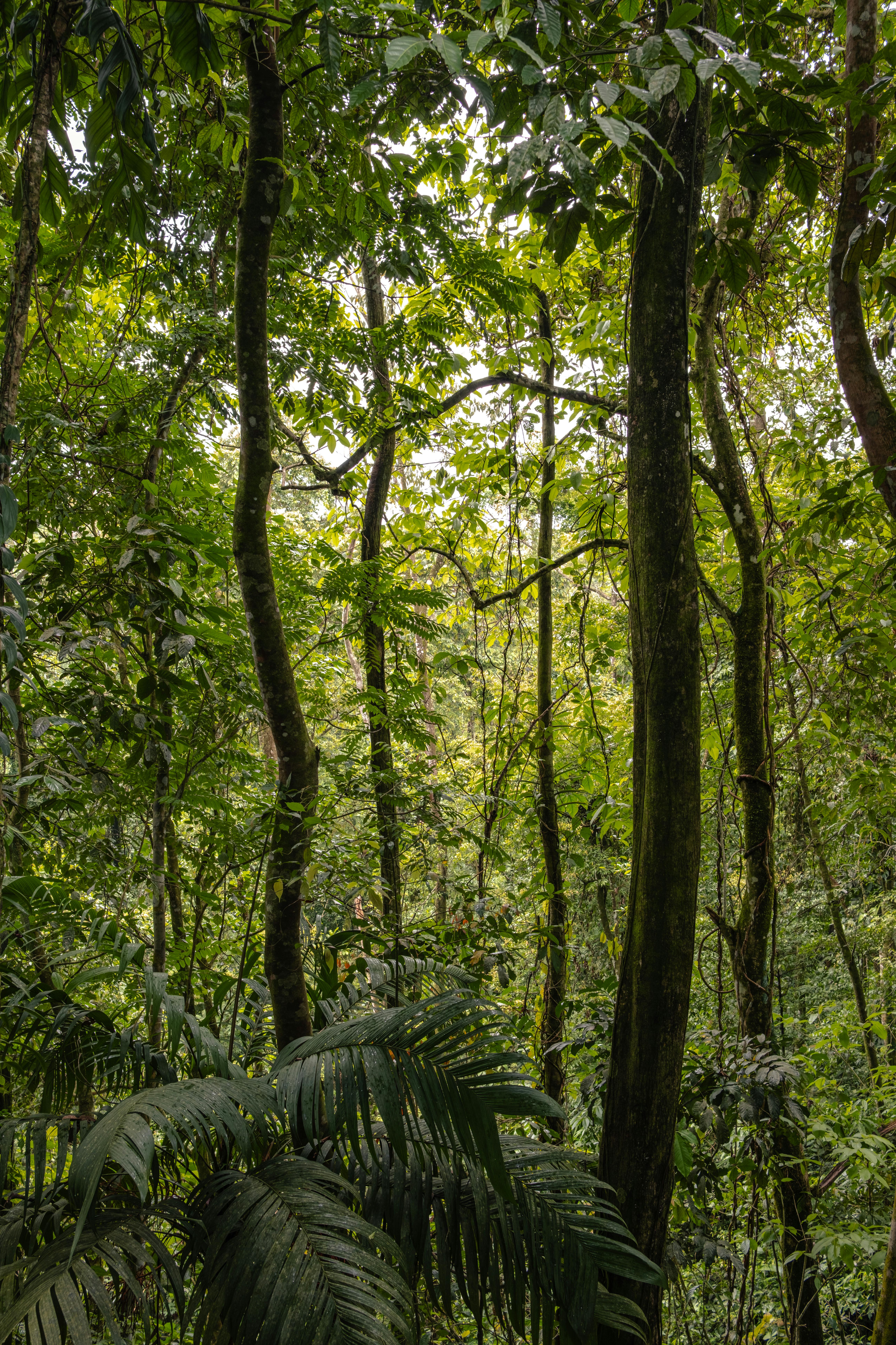 Lush Forests